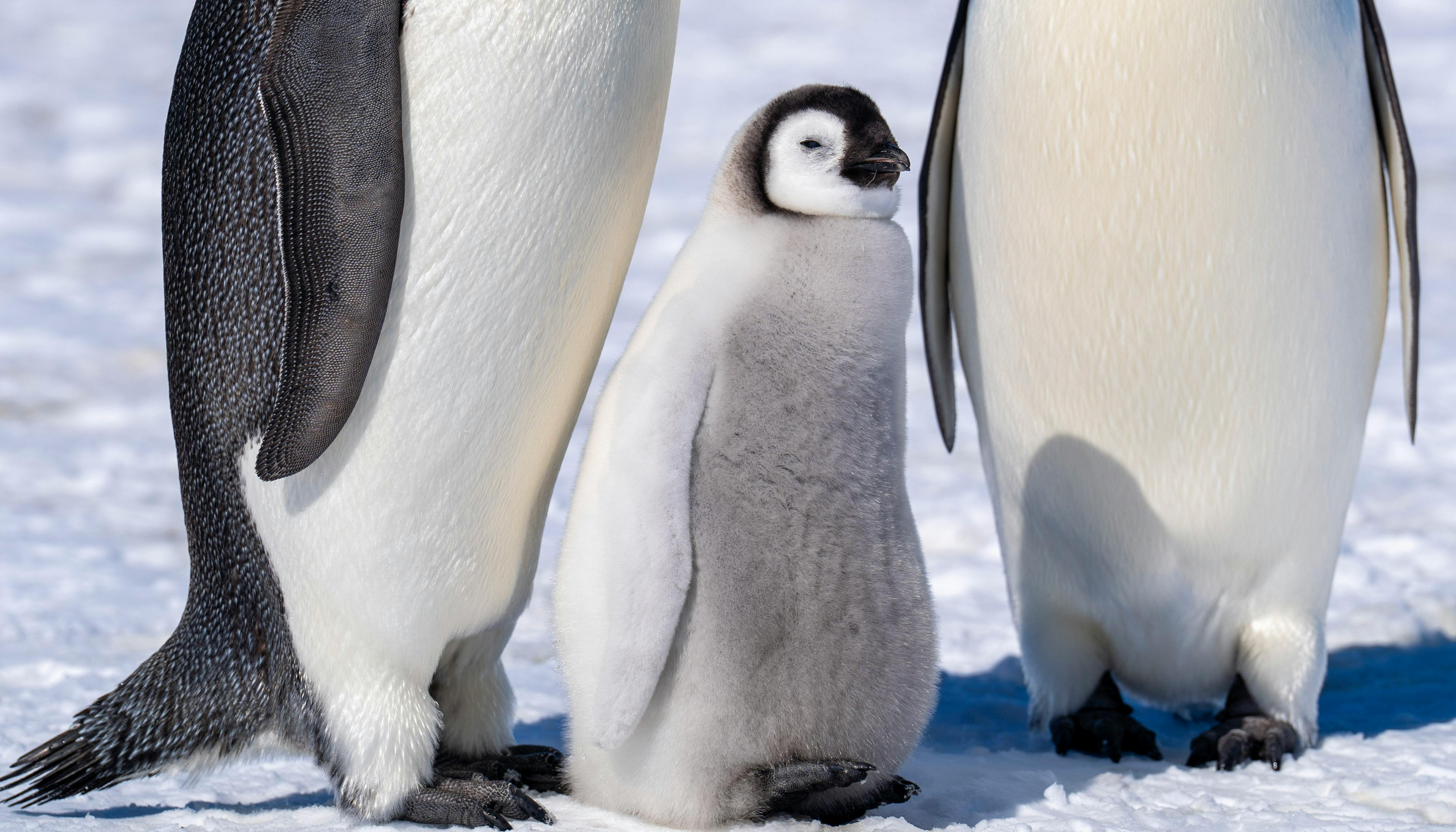 Gratis Anak penguin kaisar yang menggemaskan berdiri bersama orang tuanya di lanskap Antartika yang dingin. Foto Stok