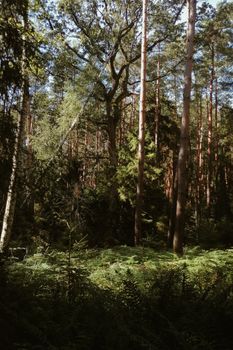A serene evergreen forest with tall trees and sunlit foliage casting gentle shadows.