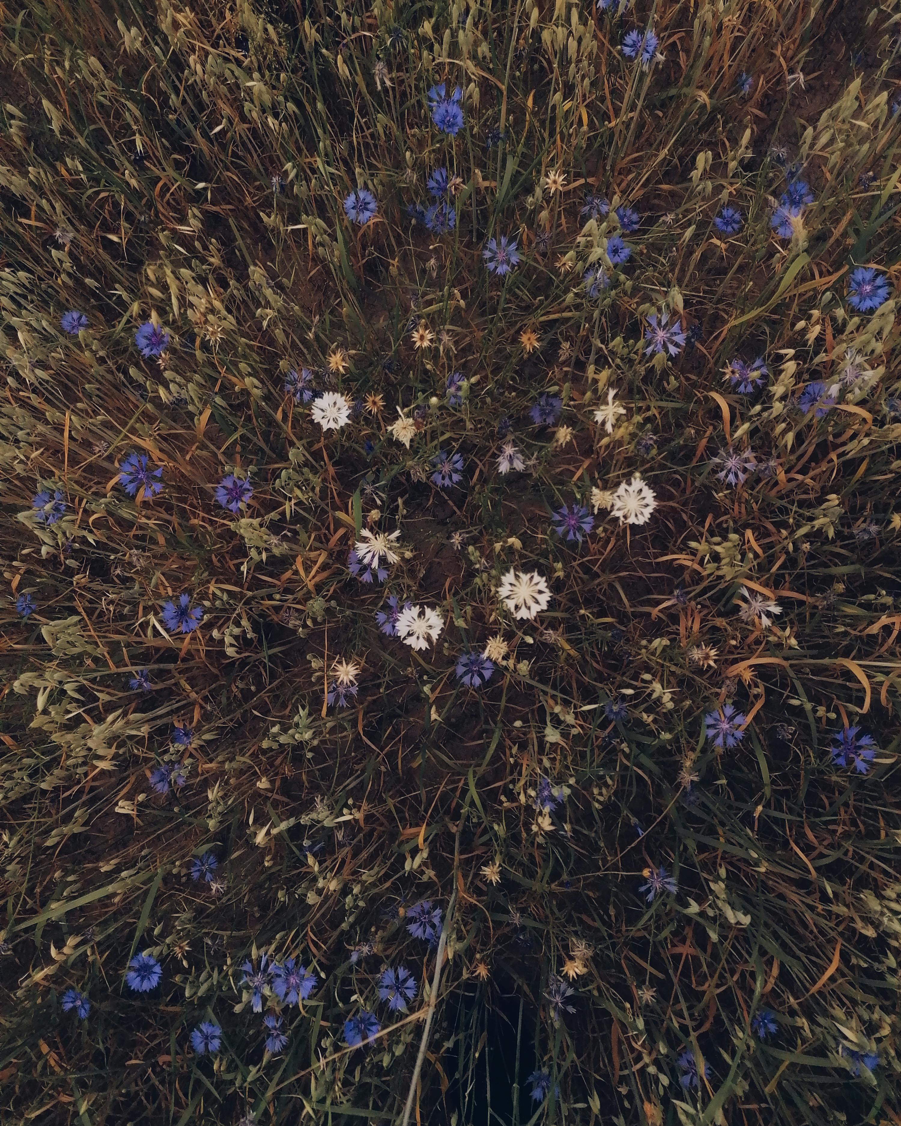 Gratuit Vue de dessus de bleuets et de bleuets blancs dans une prairie rurale, formant un motif naturel. Photos