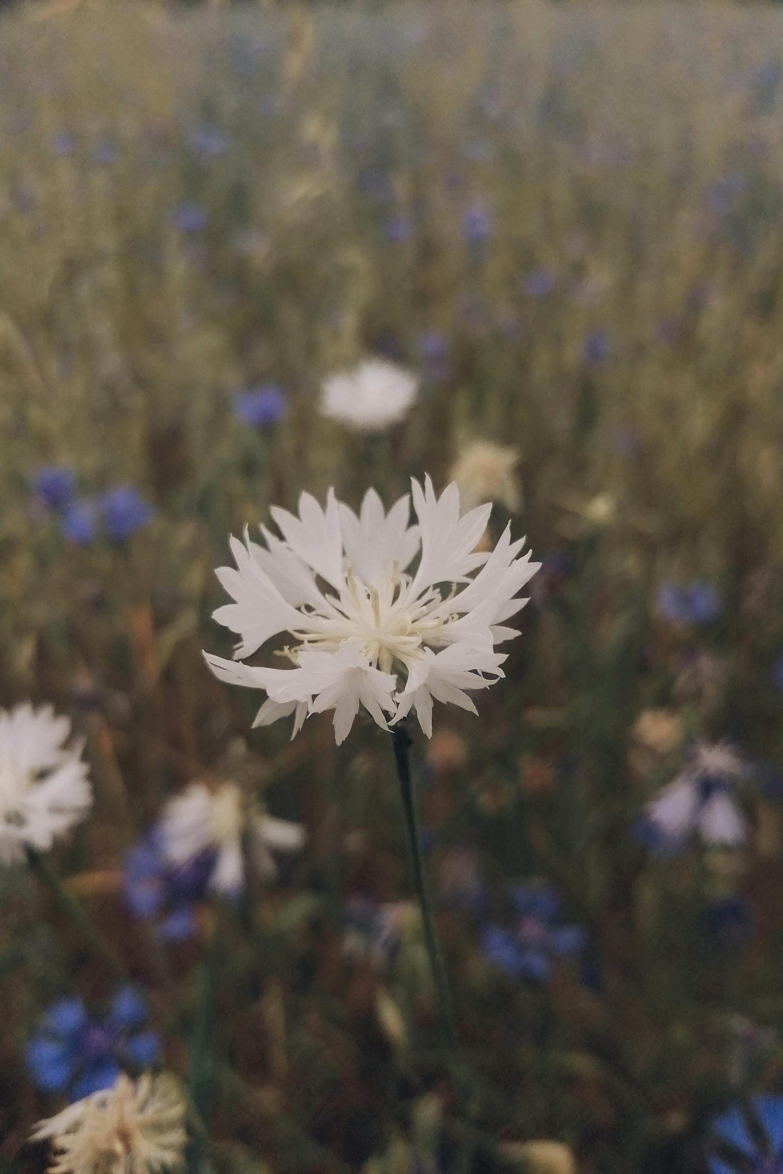 Gratis Foto stok gratis agrikultura, alam, anggun Foto Stok
