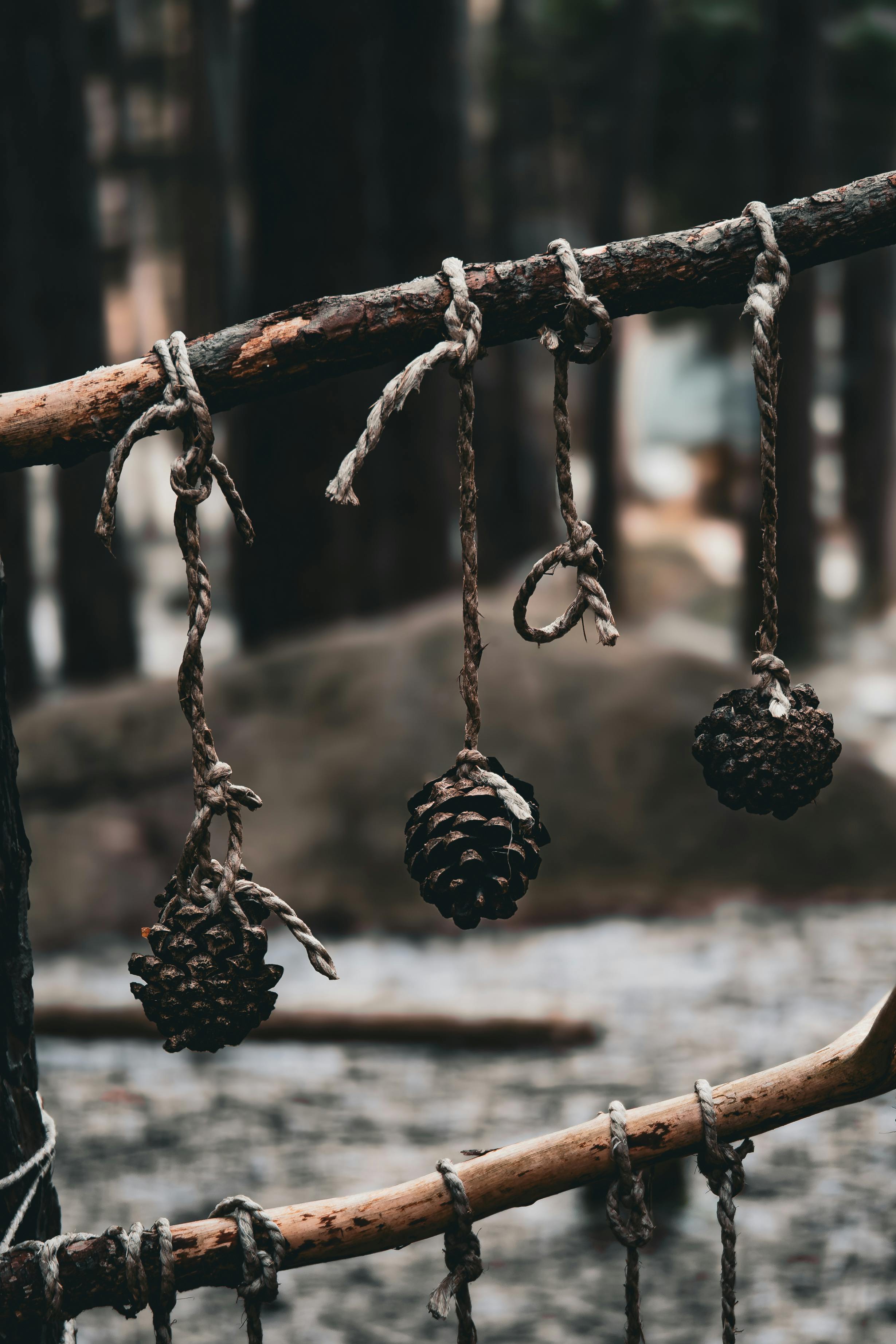 Ücretsiz Sakin bir orman ortamında, iplerle asılı dört çam kozalağı sonbaharı simgeliyor. Stok Fotoğraflar