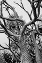 Close-up of Spiky Trees in Black and White
