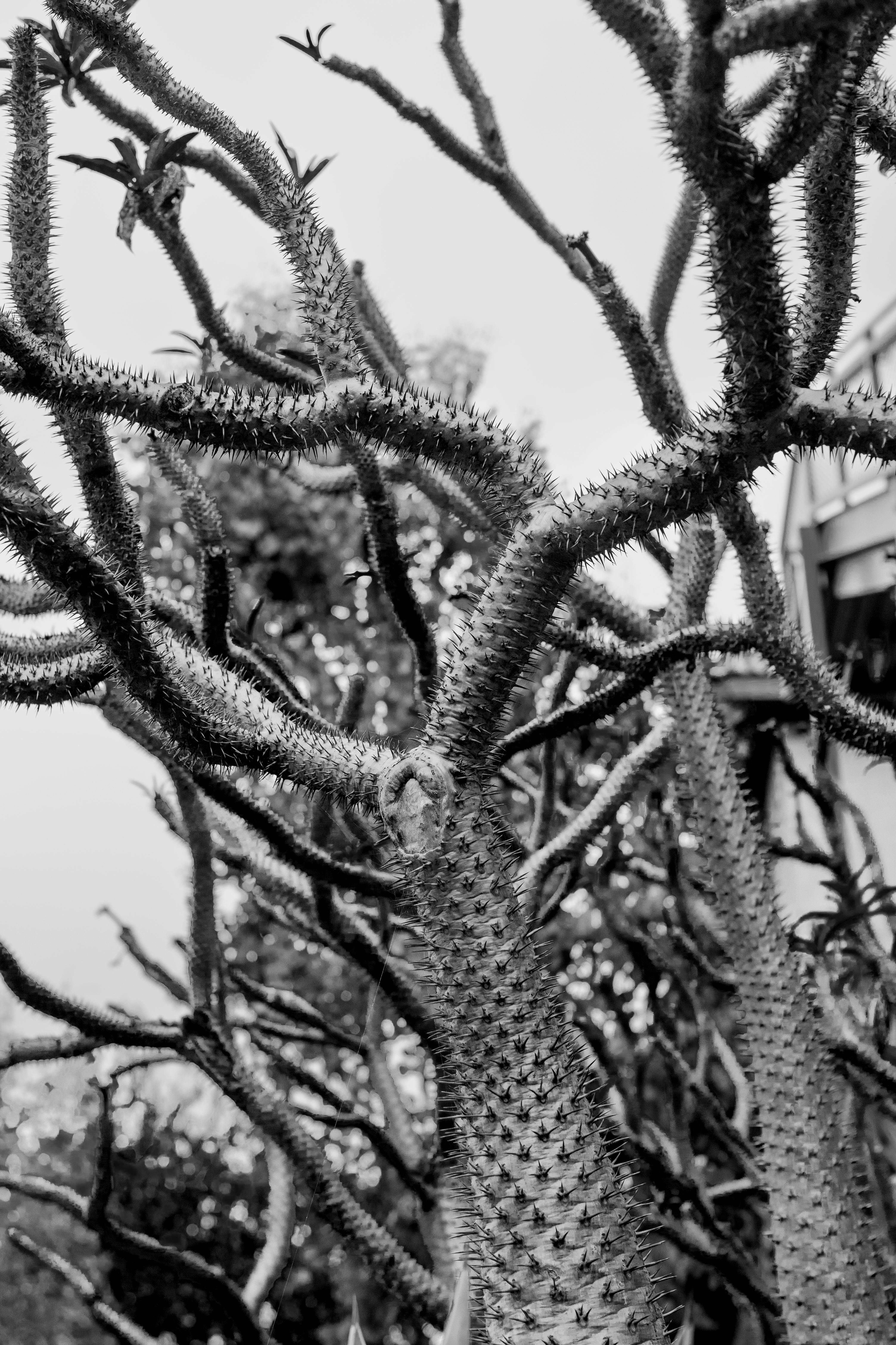 Free Black and white photo showing a close-up of spiky trees outdoors. Stock Photo