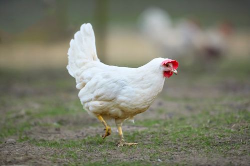 Free A white hen with a red comb walking on grass and dirt. Stock Photo