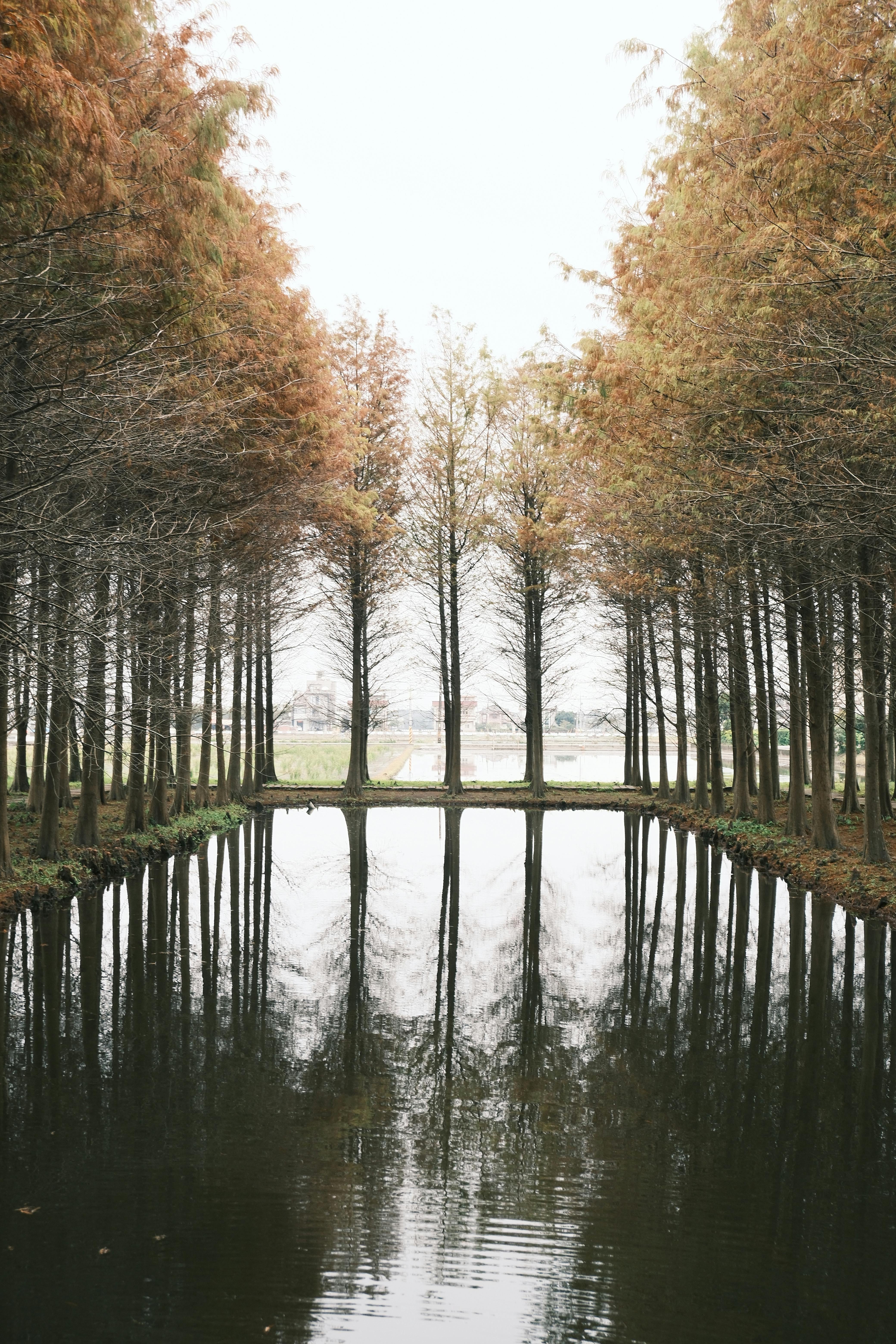Gratis Pemandangan damai pepohonan musim gugur yang terpantul di kolam yang tenang, menangkap esensi musim gugur. Foto Stok