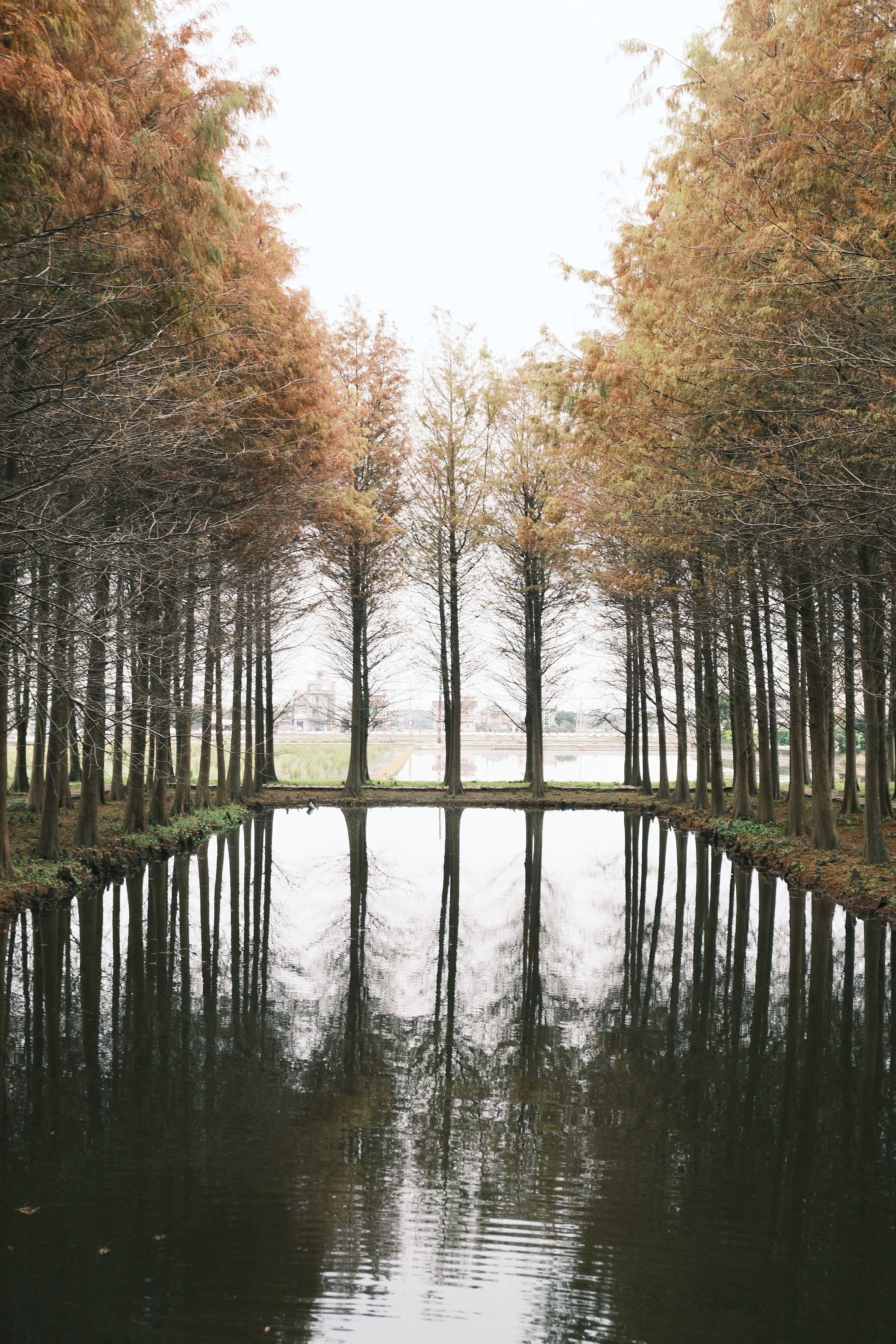 Serene Reflection of Autumn Trees in Tranquil Pond · Free Stock Photo