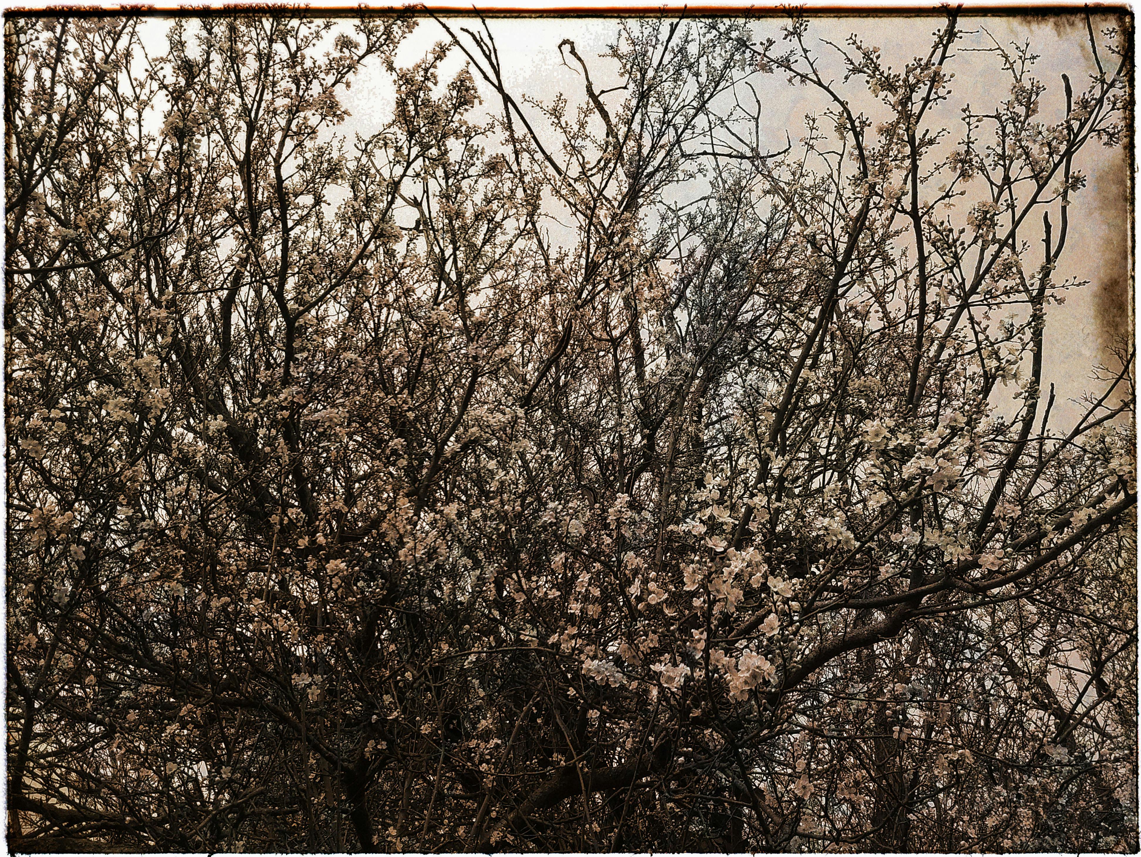 Gratis Ranting pohon yang berbunga dengan bunga putih yang lembut dalam nuansa vintage. Foto Stok