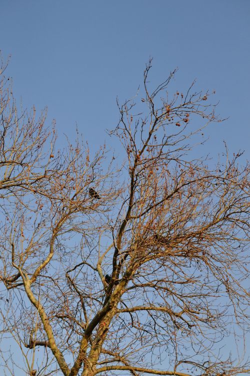 Bare Tree Branches Against Clear Blue Sky · Free Stock Photo