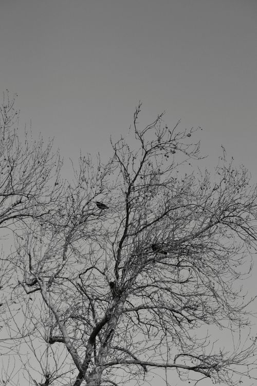 Free A monochrome image of a leafless tree with birds resting on branches, evoking a serene winter scene. Stock Photo