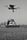 birds fly
