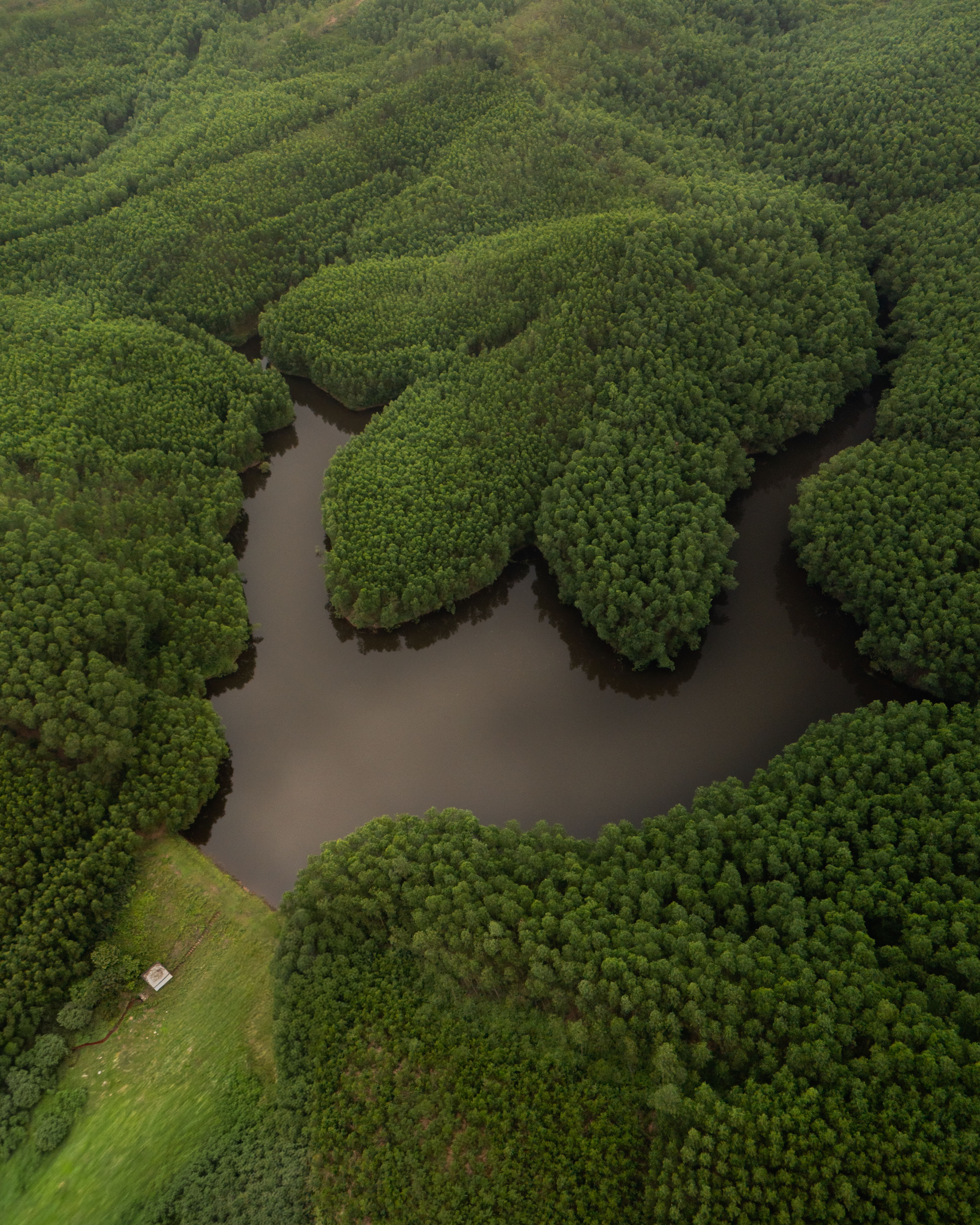 Aerial View of Green Trees on Water · Free Stock Photo