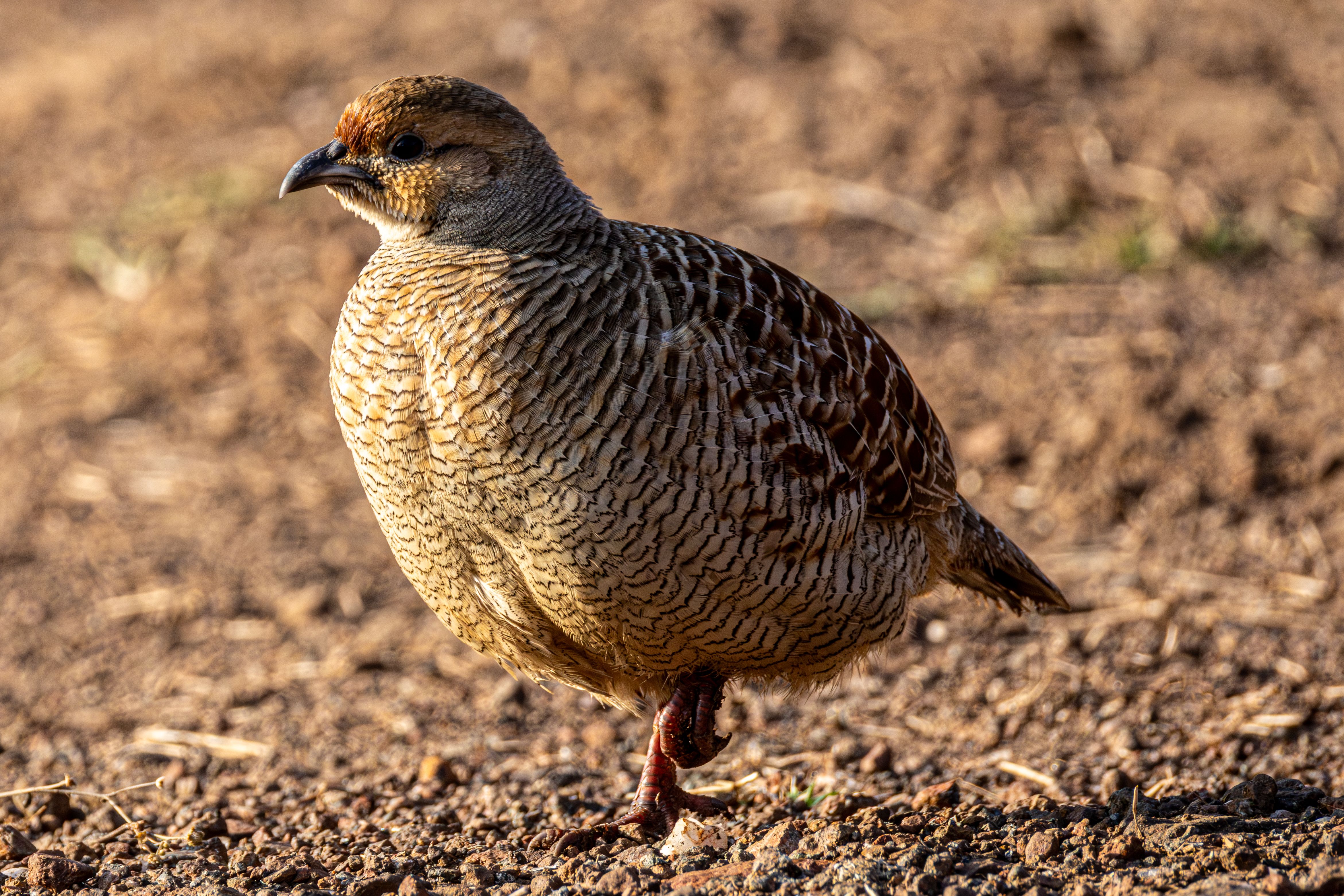 Grey partridge