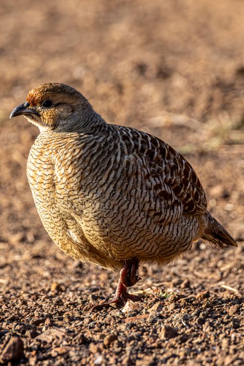 Partridge Location Close-up of a Partridge in Natural Habitat · Free Stock Photo
