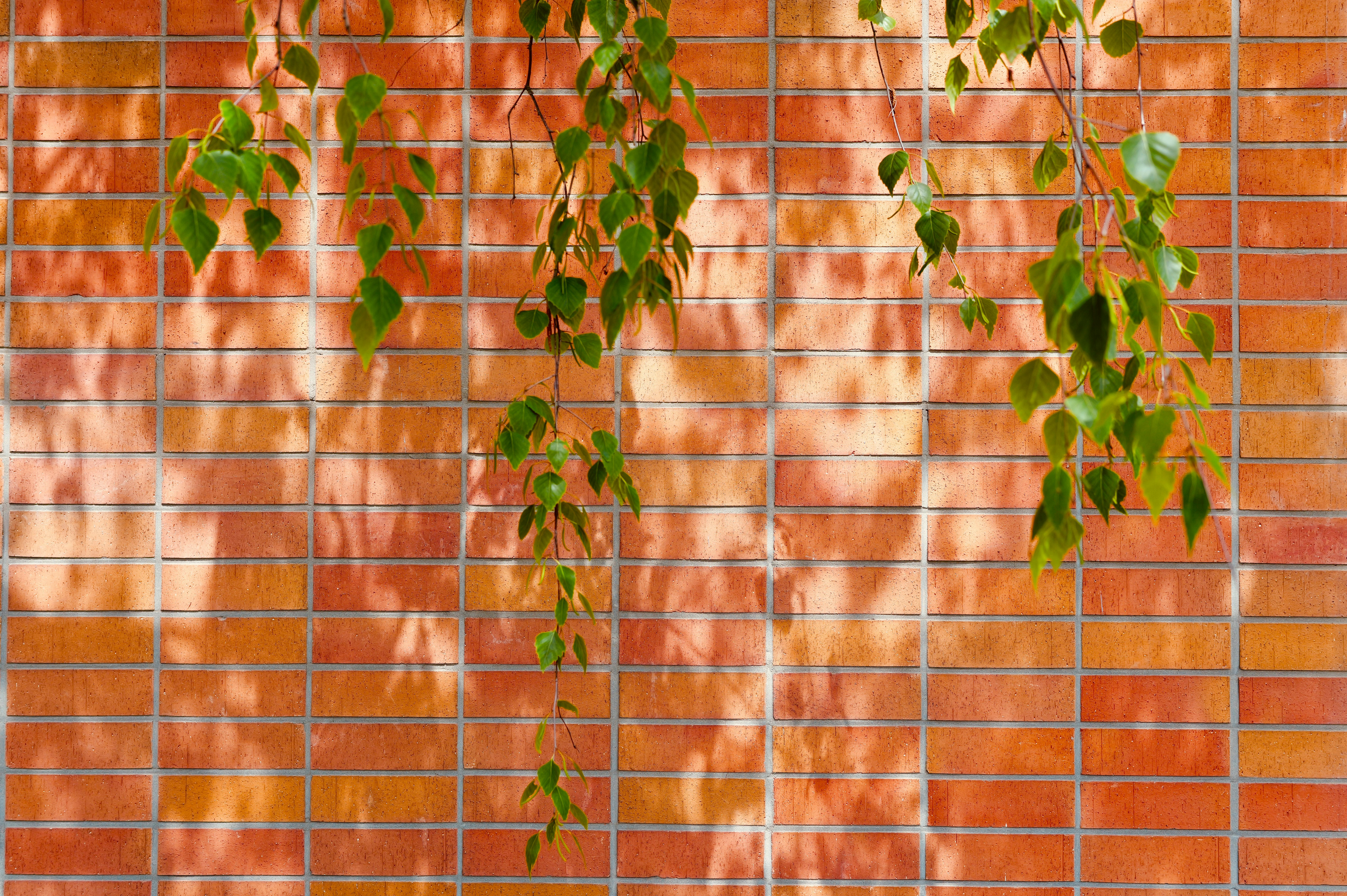 grátis Folhas verdes e frescas pendem em frente a uma parede de tijolos vermelhos, com a luz do sol projetando sombras lúdicas. Foto profissional