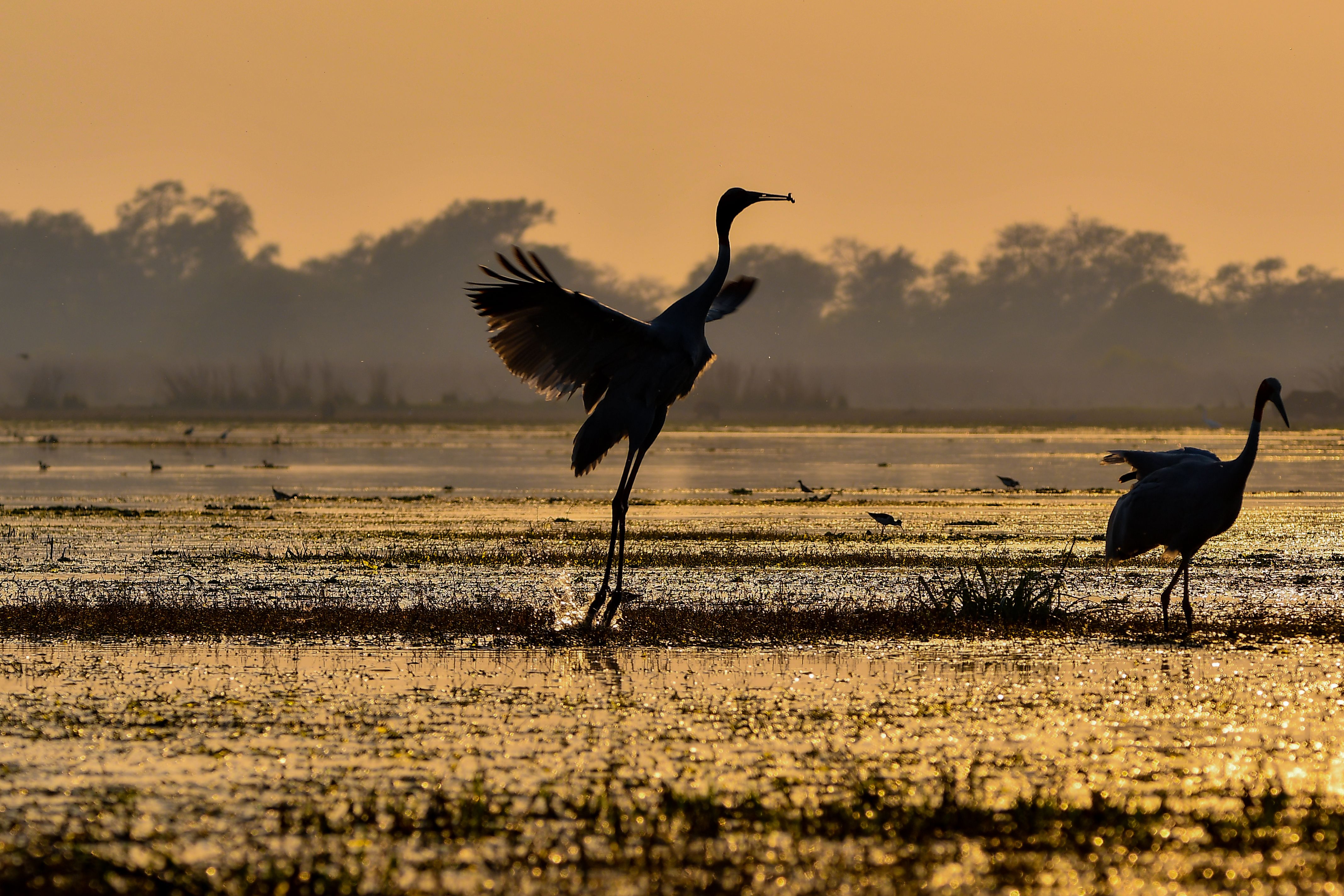 Mary River Wetlands
