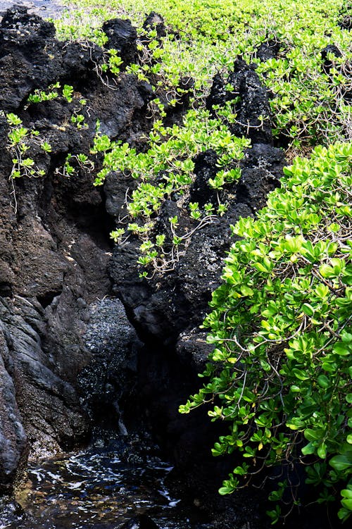 Foto d'estoc gratuïta de coberta del sòl, colors contrastants, roca de lava