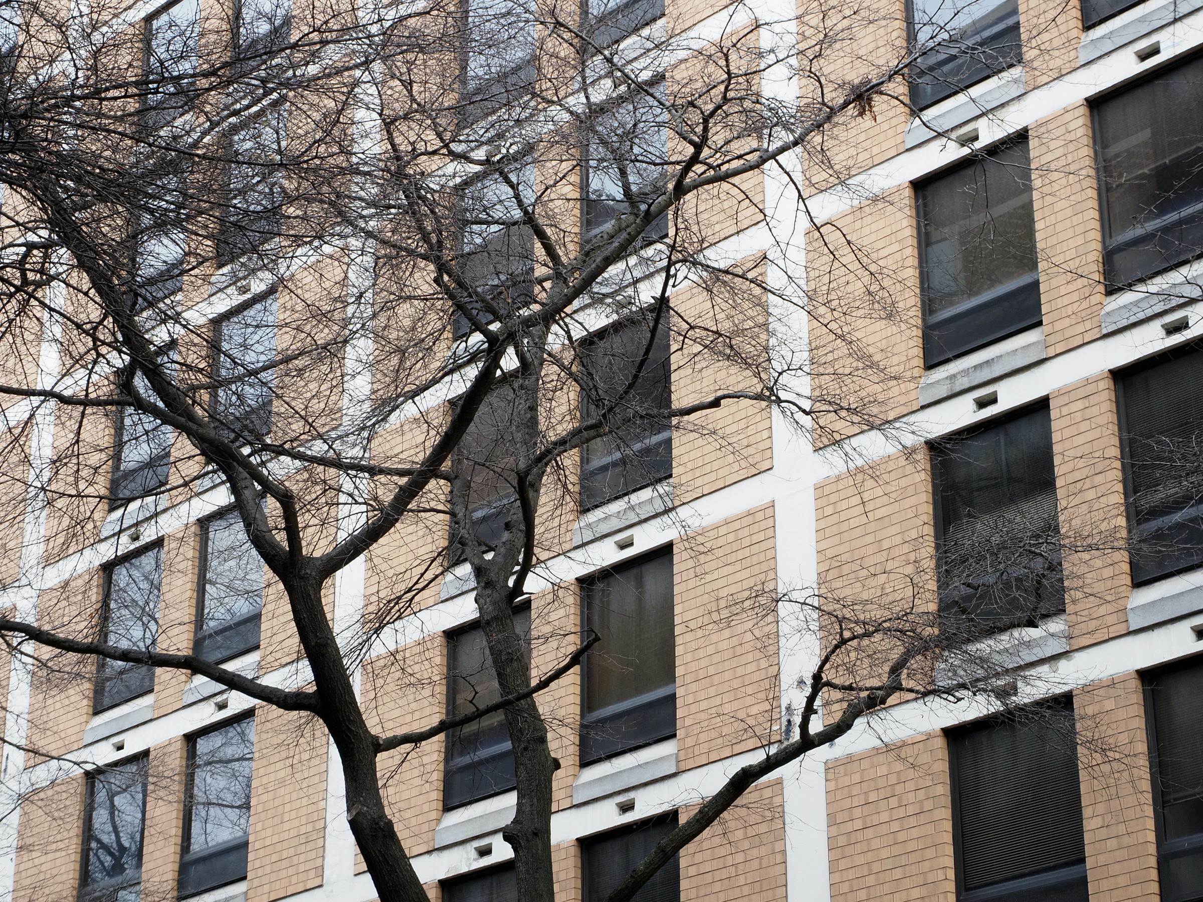 Δωρεάν Μια πρόσοψη κτιρίου στη Φιλαδέλφεια με περίπλοκα σχέδια από γυμνά κλαδιά χειμερινών δέντρων. Φωτογραφία από στοκ φωτογραφιών