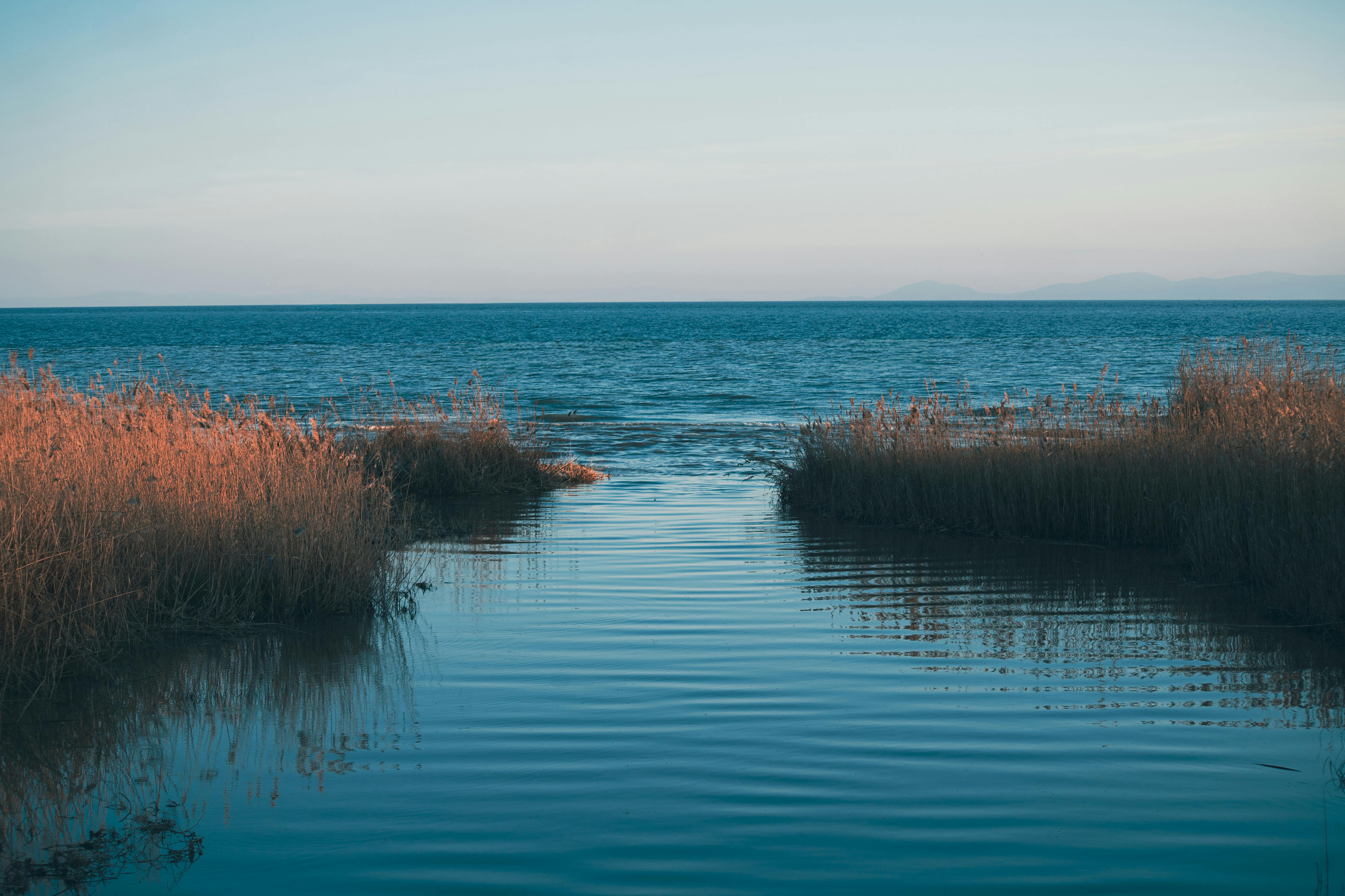 Kostenlos Friedlicher Blick auf ein ruhiges Meer und Küsten-Schilfpflanzen unter klarem Himmel. Stock-Foto