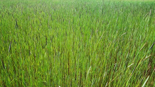 Free stock photo of field of grass