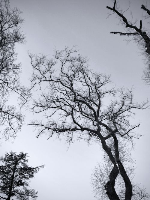 Free Black and white photo of tall, leafless trees in winter creating an intricate silhouette against the sky. Stock Photo