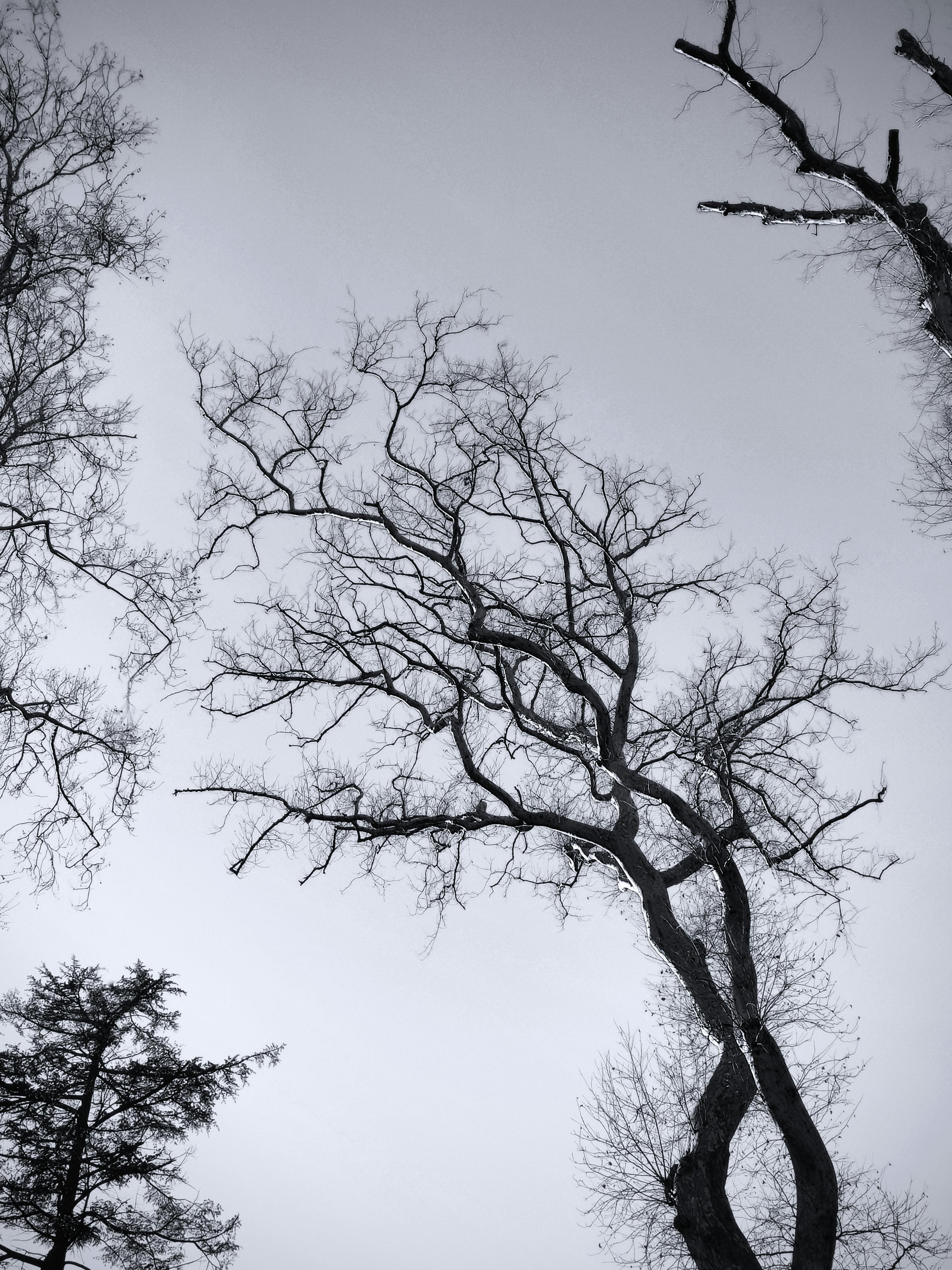Gratis Fotografía en blanco y negro de árboles altos y sin hojas en invierno, que crean una silueta intrincada contra el cielo. Foto de stock