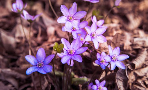 Základová fotografie zdarma na téma barvy, detail, fialová