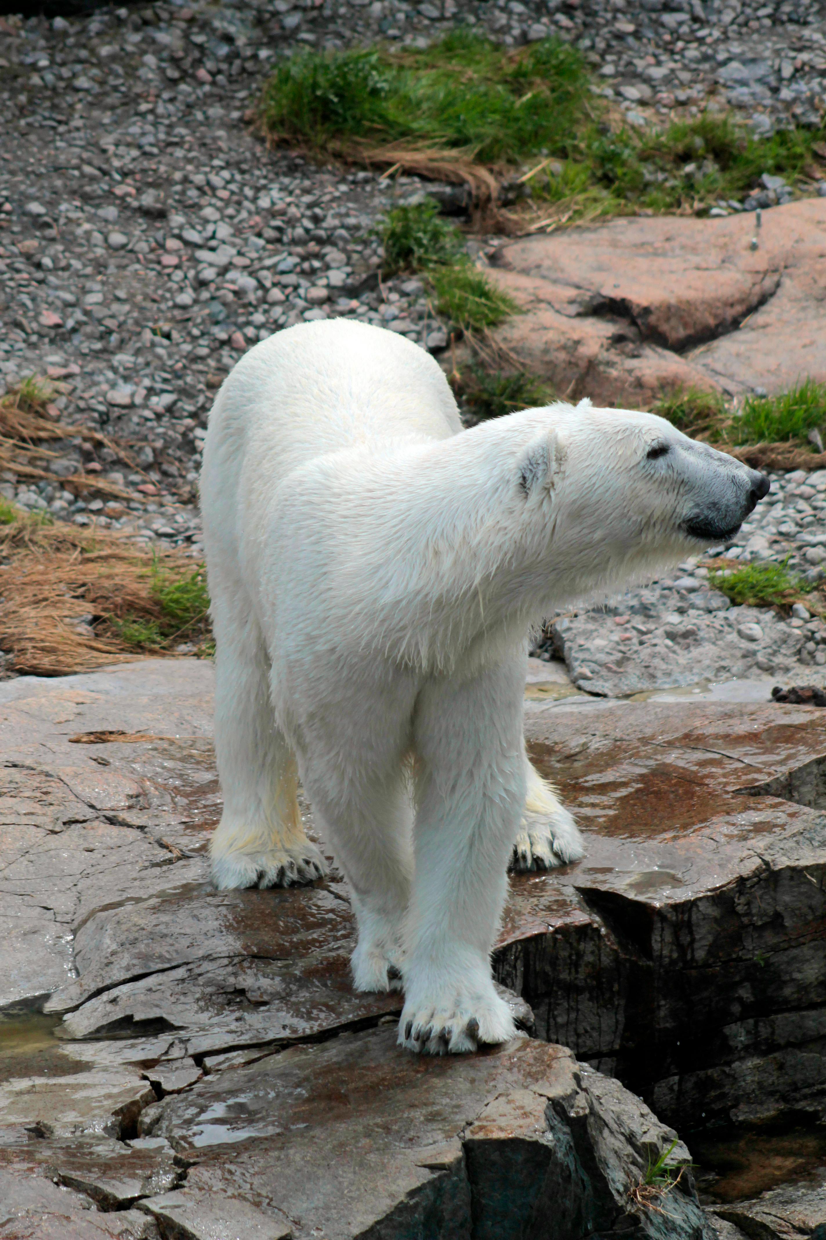 Free stock photo of bear, polar bear, white