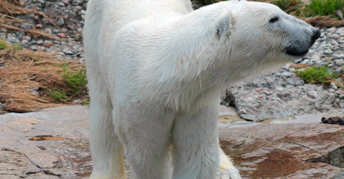 Free stock photo of bear, polar bear, white