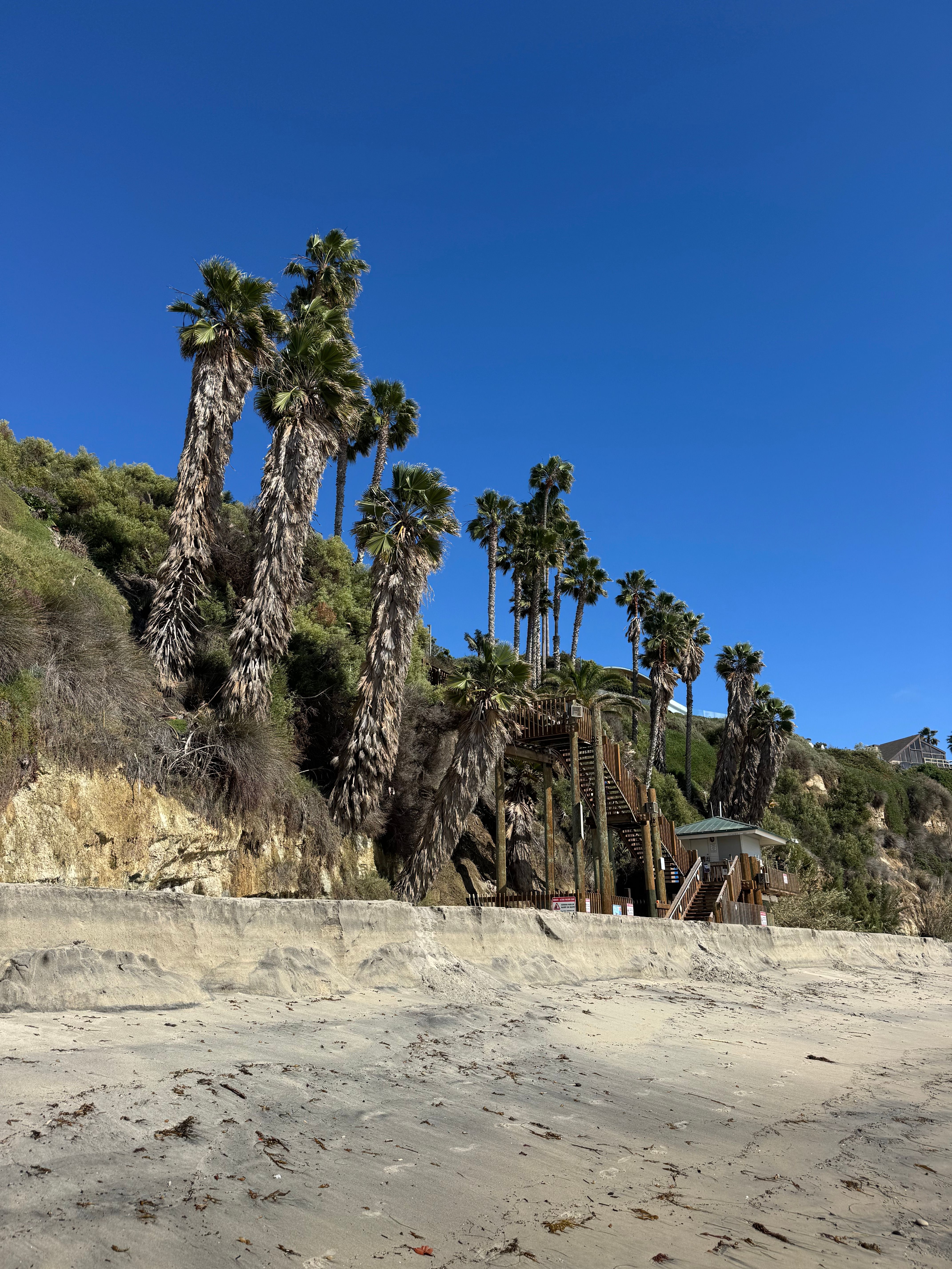 Encinitas beach and palm trees