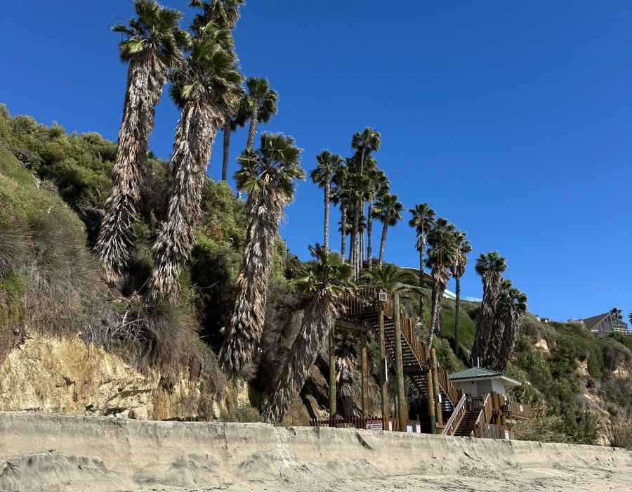 Encinitas beach and palm trees