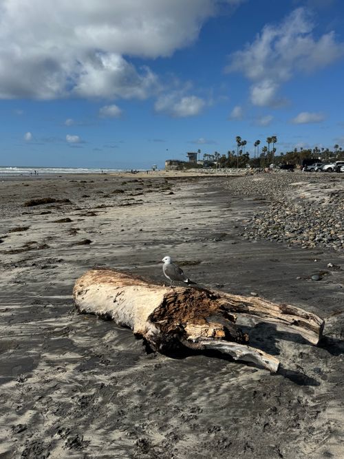 Free A seagull perched on driftwood on a sunny day at Encinitas Beach, California. Stock Photo