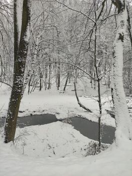 A tranquil winter forest with snow-covered trees and a winding stream in Nagymaros, Hungary.