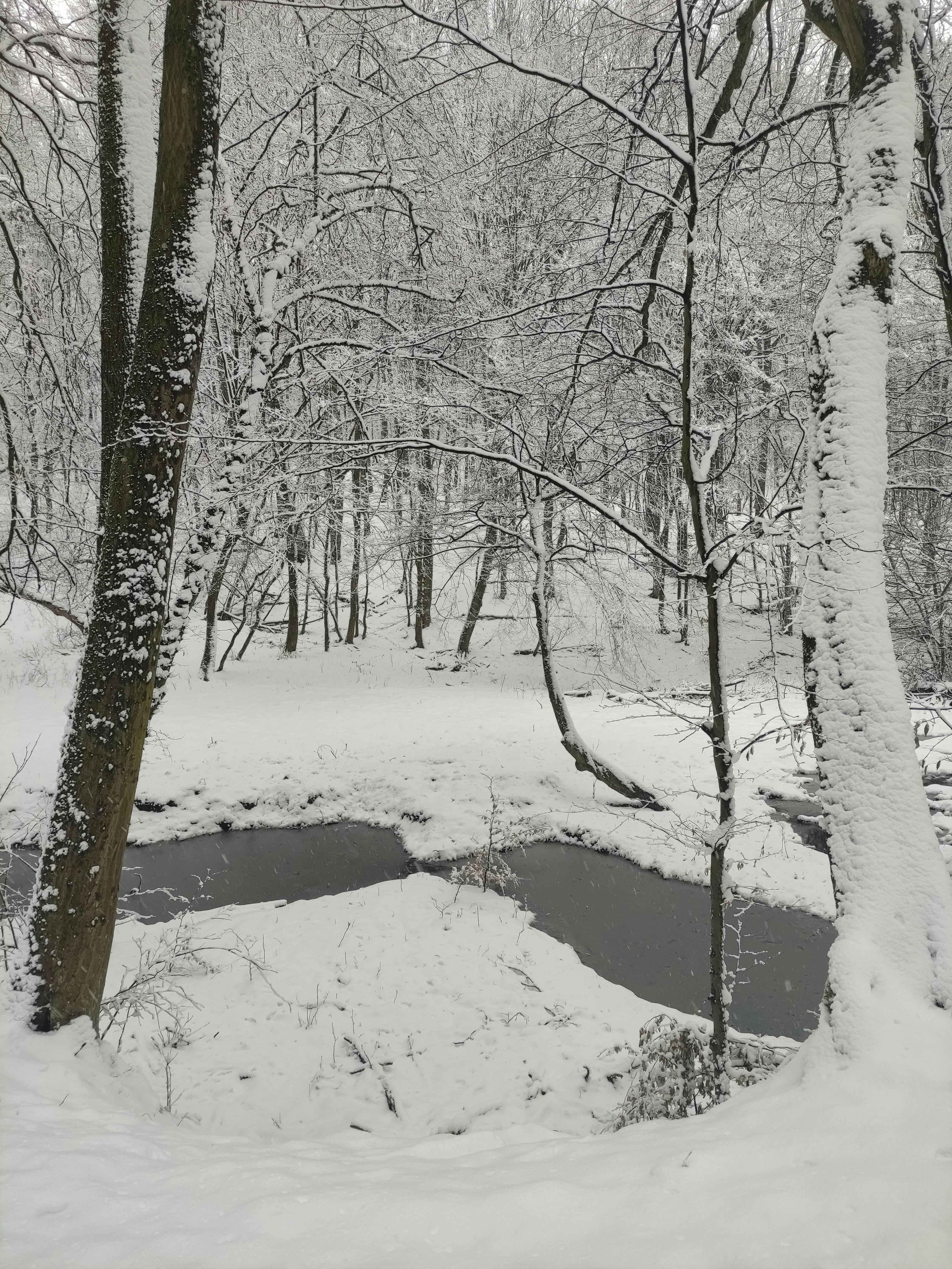 Gratis Hutan musim dingin yang tenang dengan pepohonan yang tertutup salju dan aliran sungai yang berkelok-kelok di Nagymaros, Hongaria. Foto Stok