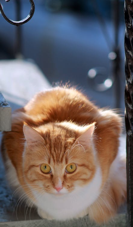 Free stock photo of cat, ginger, house cat