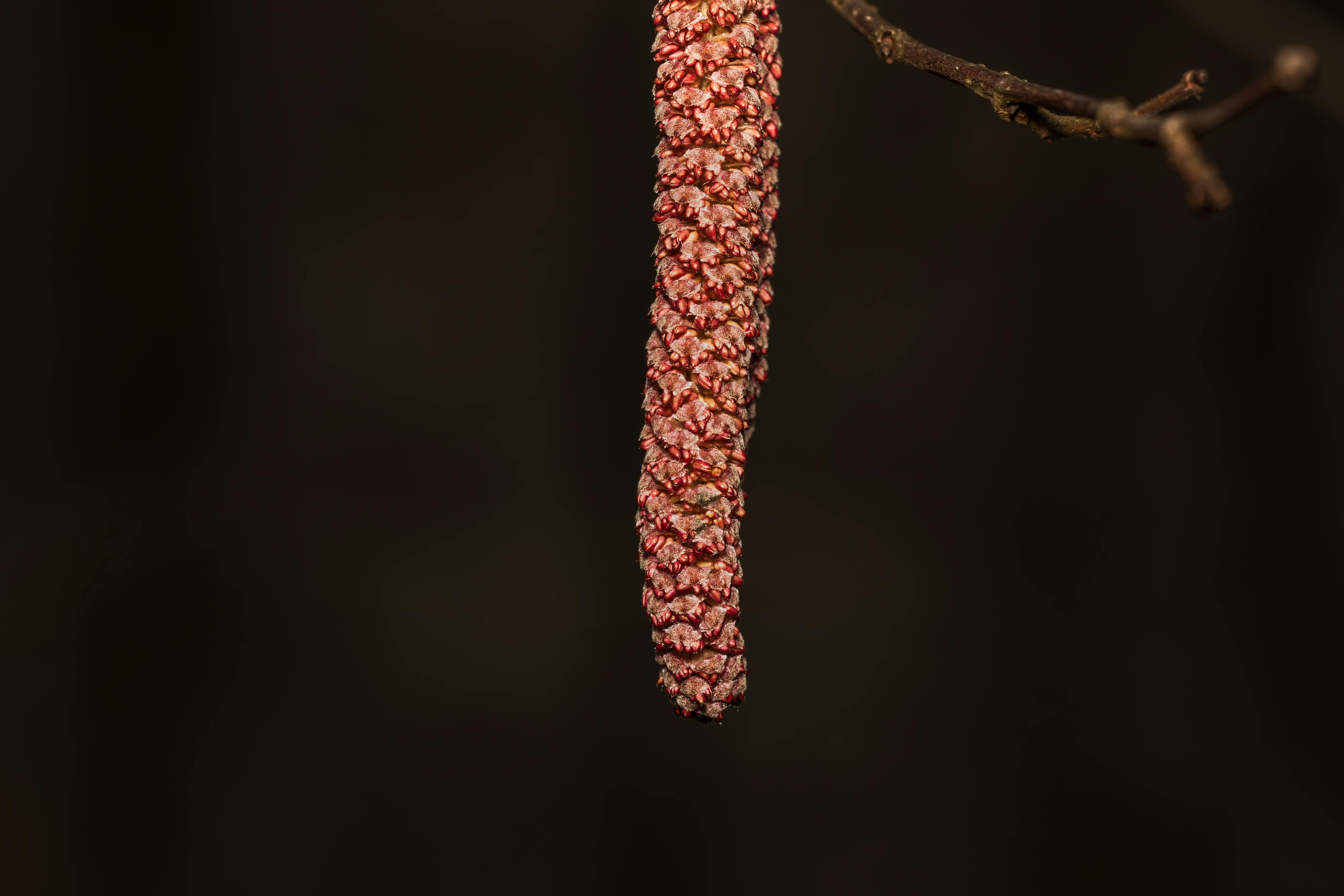 De franc Macrofotografia detallada d'un ament de vern sobre un fons fosc, que mostra la seva textura única. Foto d'estoc