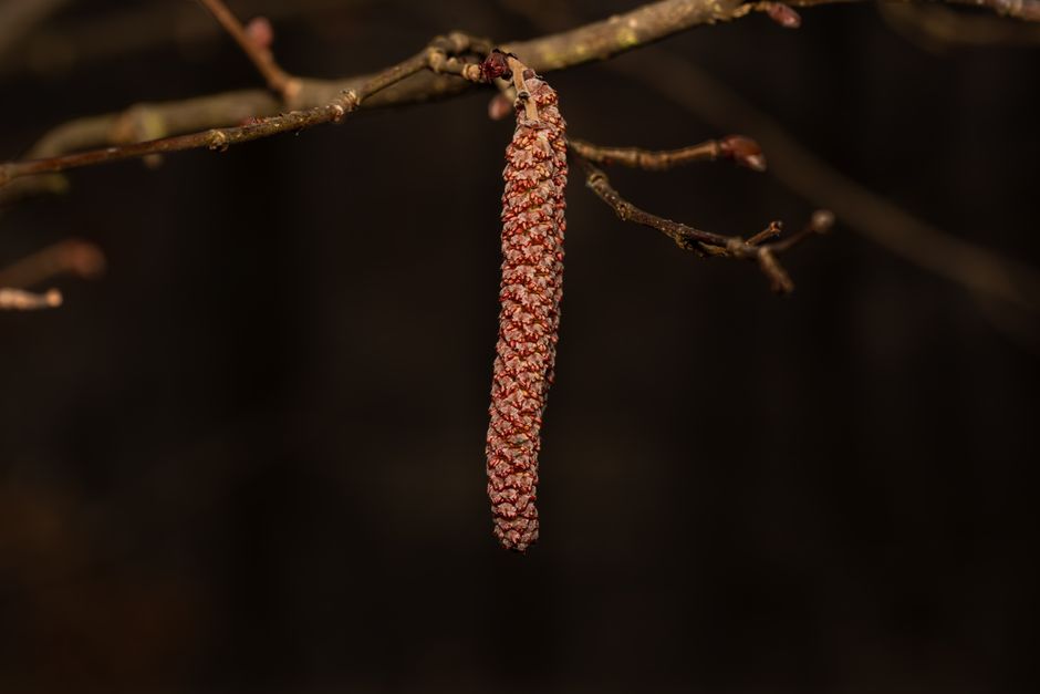 Close-up of birch catkin showing male pollen structures — tree gender explained in Surrey BC