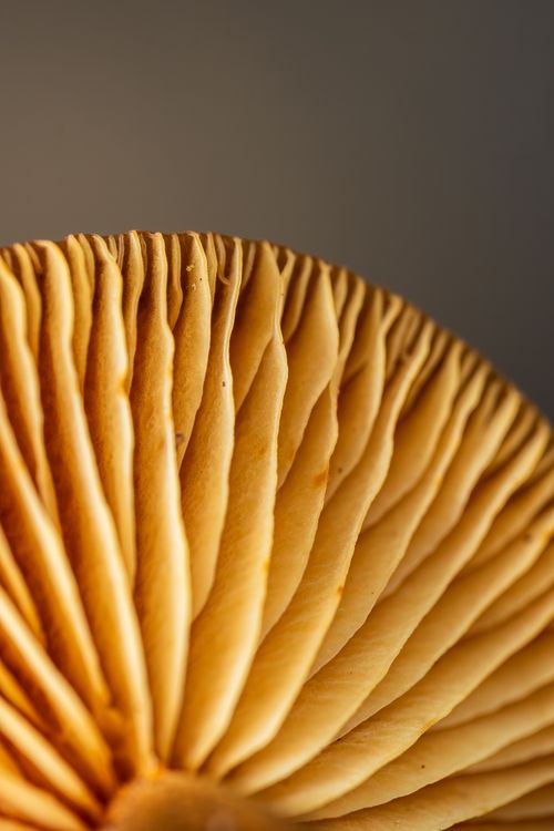 Free Detailed macro shot showcasing the intricate gills of a mushroom, highlighting texture and color. Stock Photo