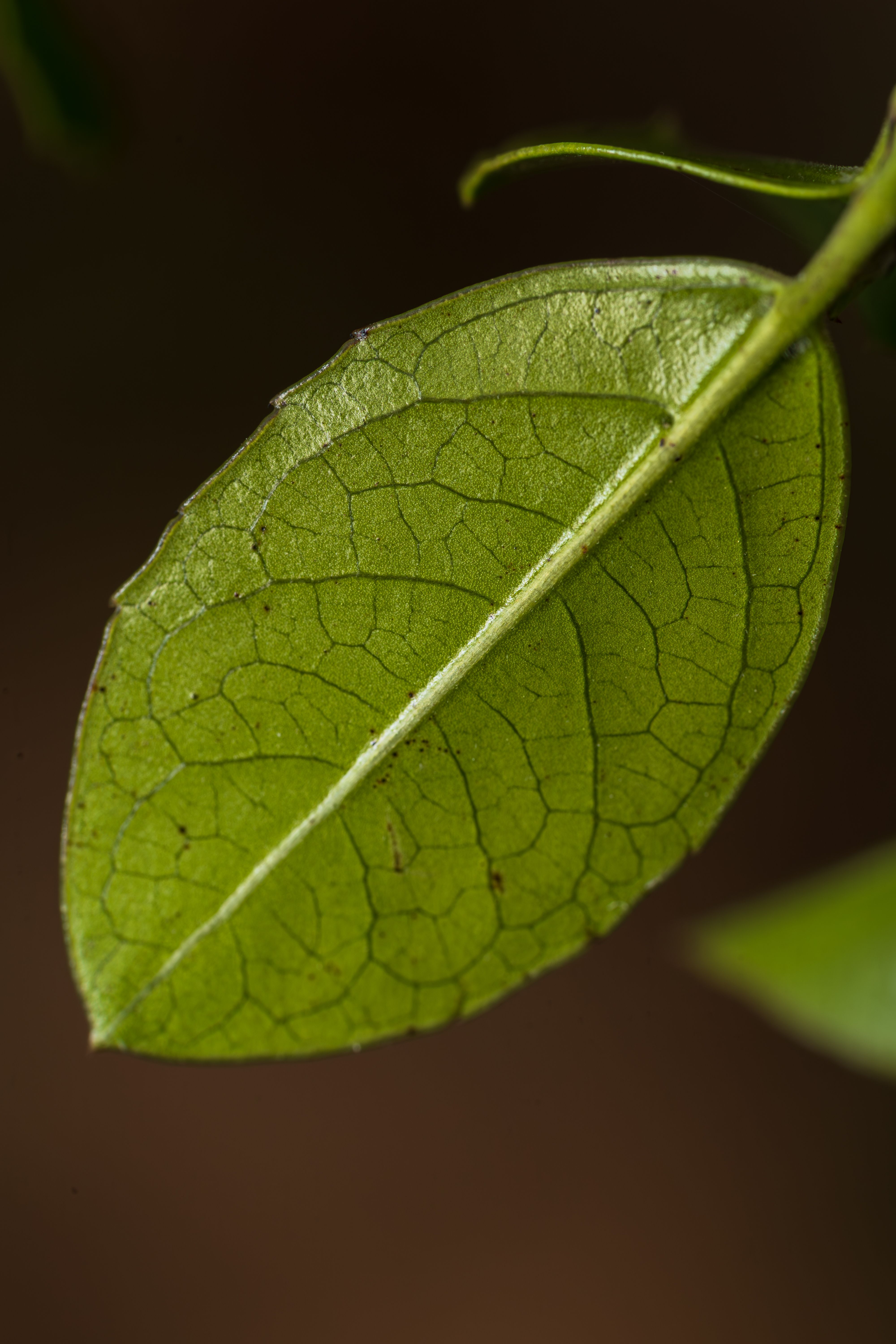 Close-up of Green Leaf Showing Veins · Free Stock Photo