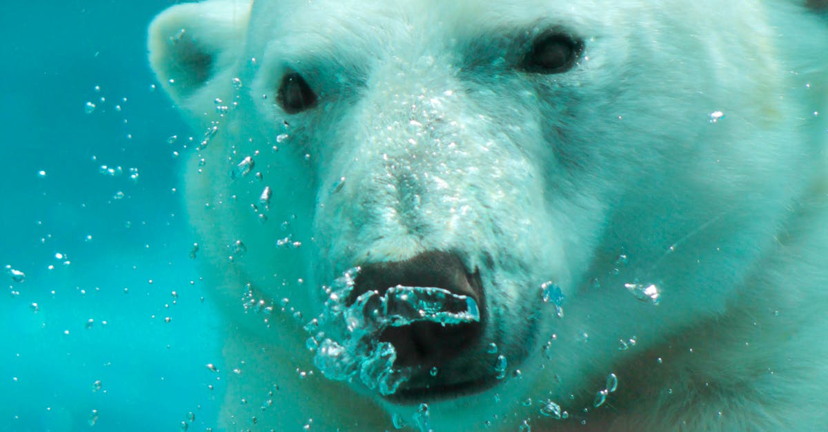 Free stock photo of bear, blue, cian