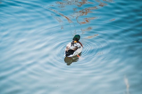 Mallard Duck on Body of Water