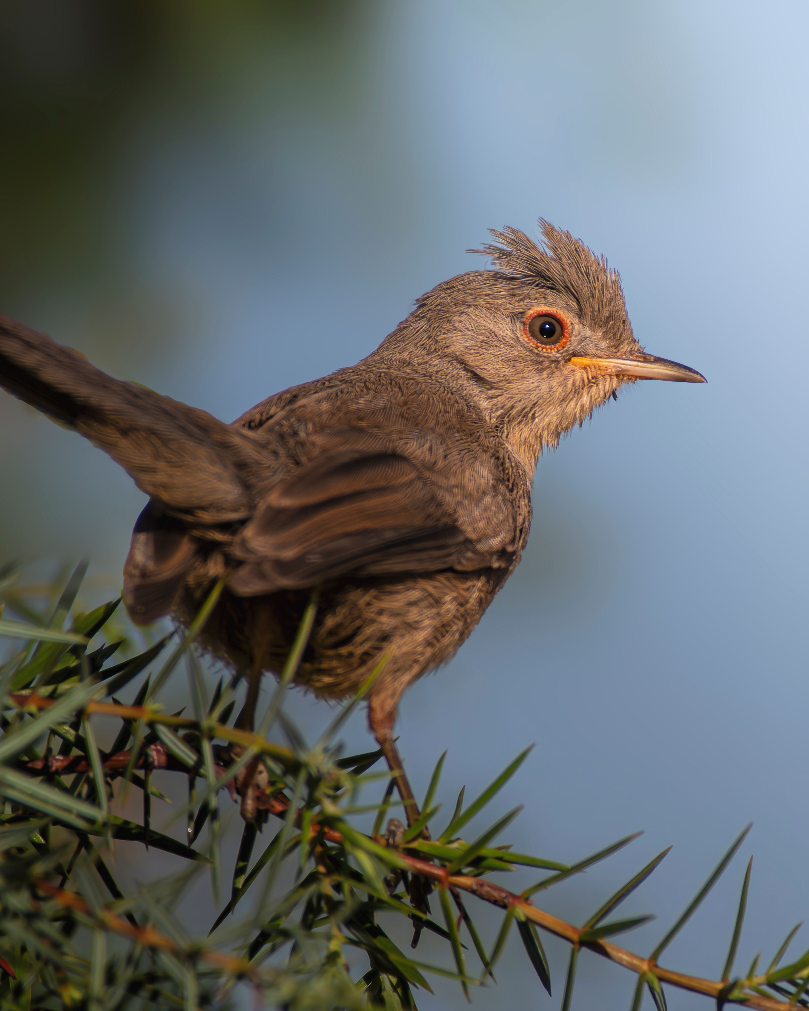 Close-up of a Small Bird on a Branch · Free Stock Photo
