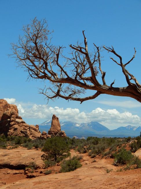 Scenic view of a desert landscape featuring a gnarled tree and stunning rock formations against a clear blue sky.