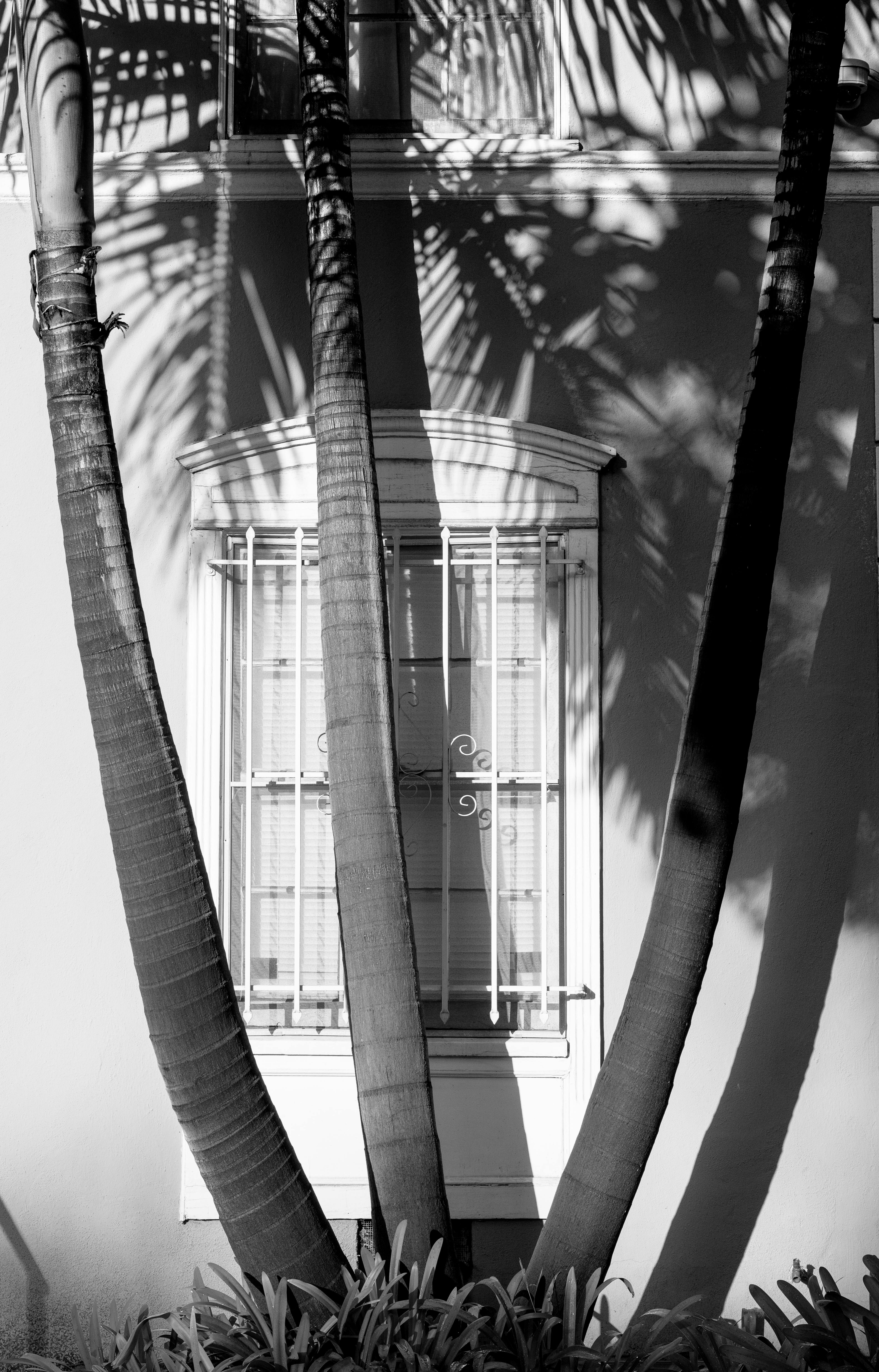 Gratis Ombre artistiche di palme su una finestra a West Hollywood, California. Foto a disposizione