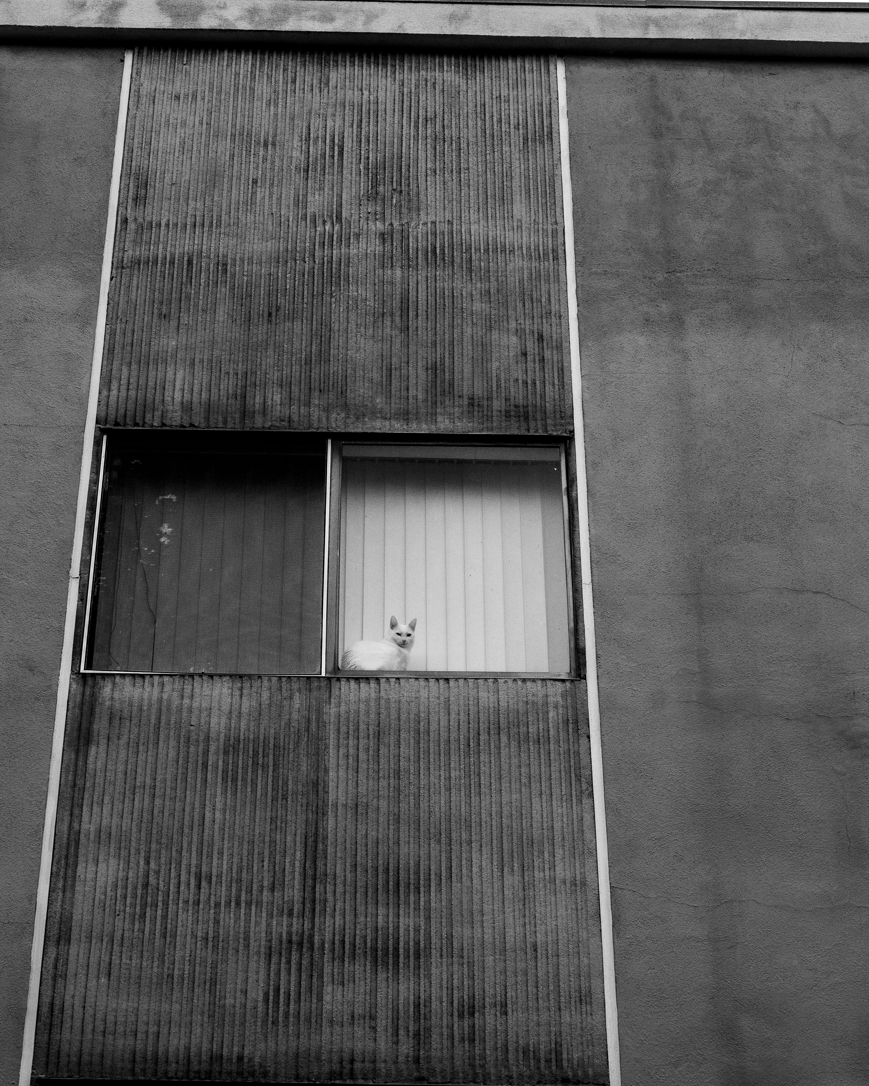 無料 ウェストハリウッドのアパートの窓に座っている猫の白黒写真。 写真素材