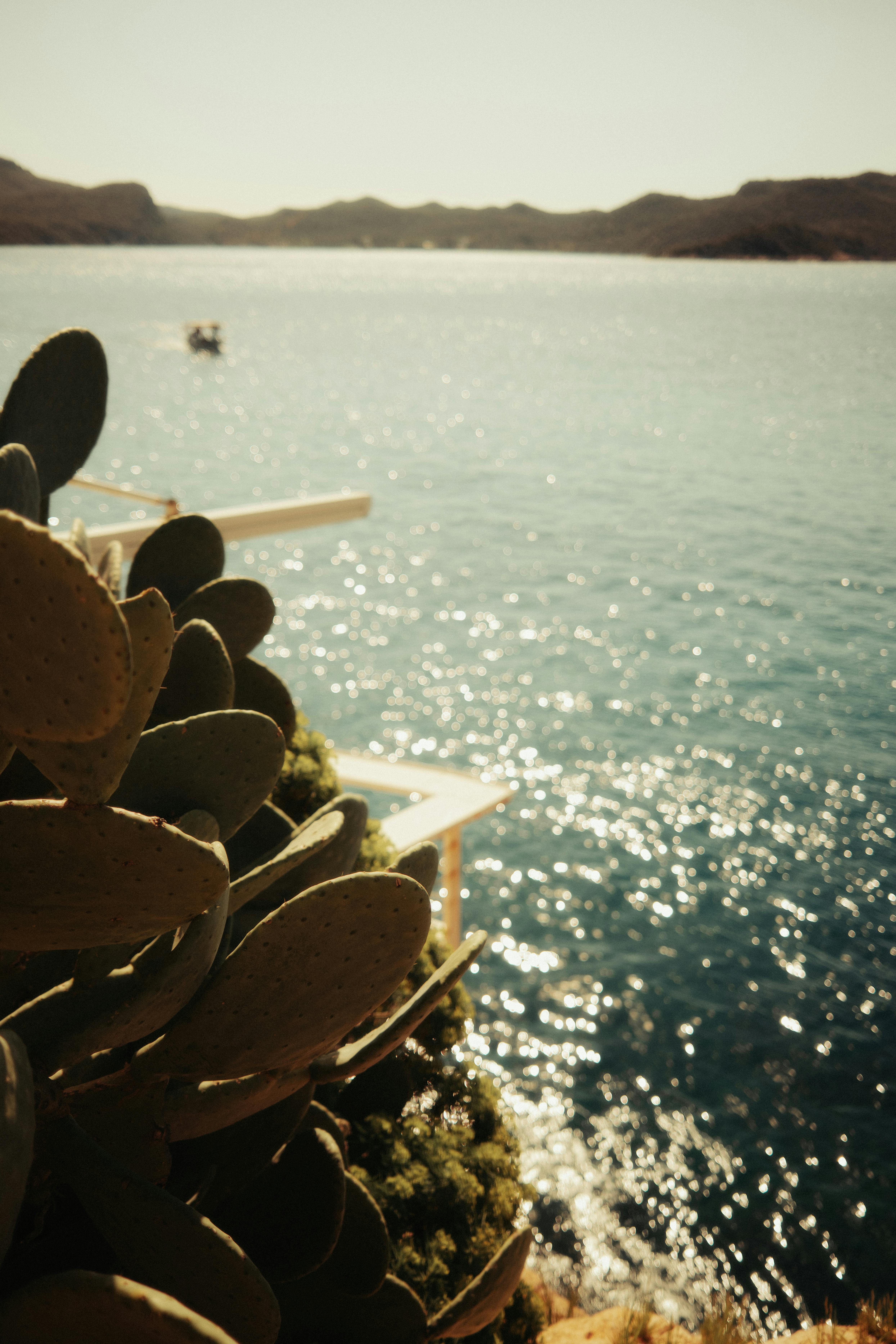 Kostenlos Ein sonnenbeschienener Kaktus vor dem Hintergrund eines glitzernden Meeres und ferner Hügel, der eine friedvolle Atmosphäre erzeugt. Stock-Foto