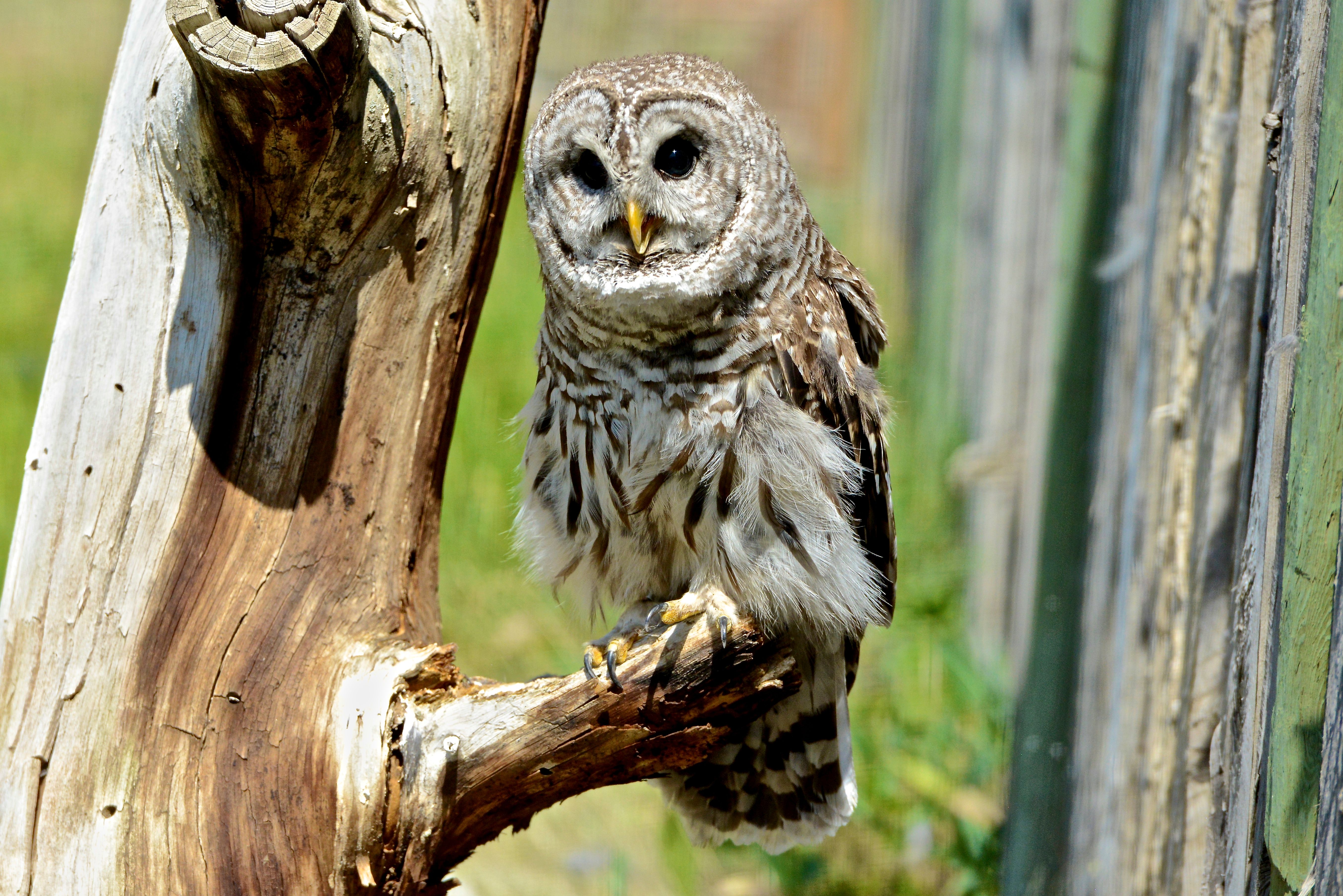 Barred Owls