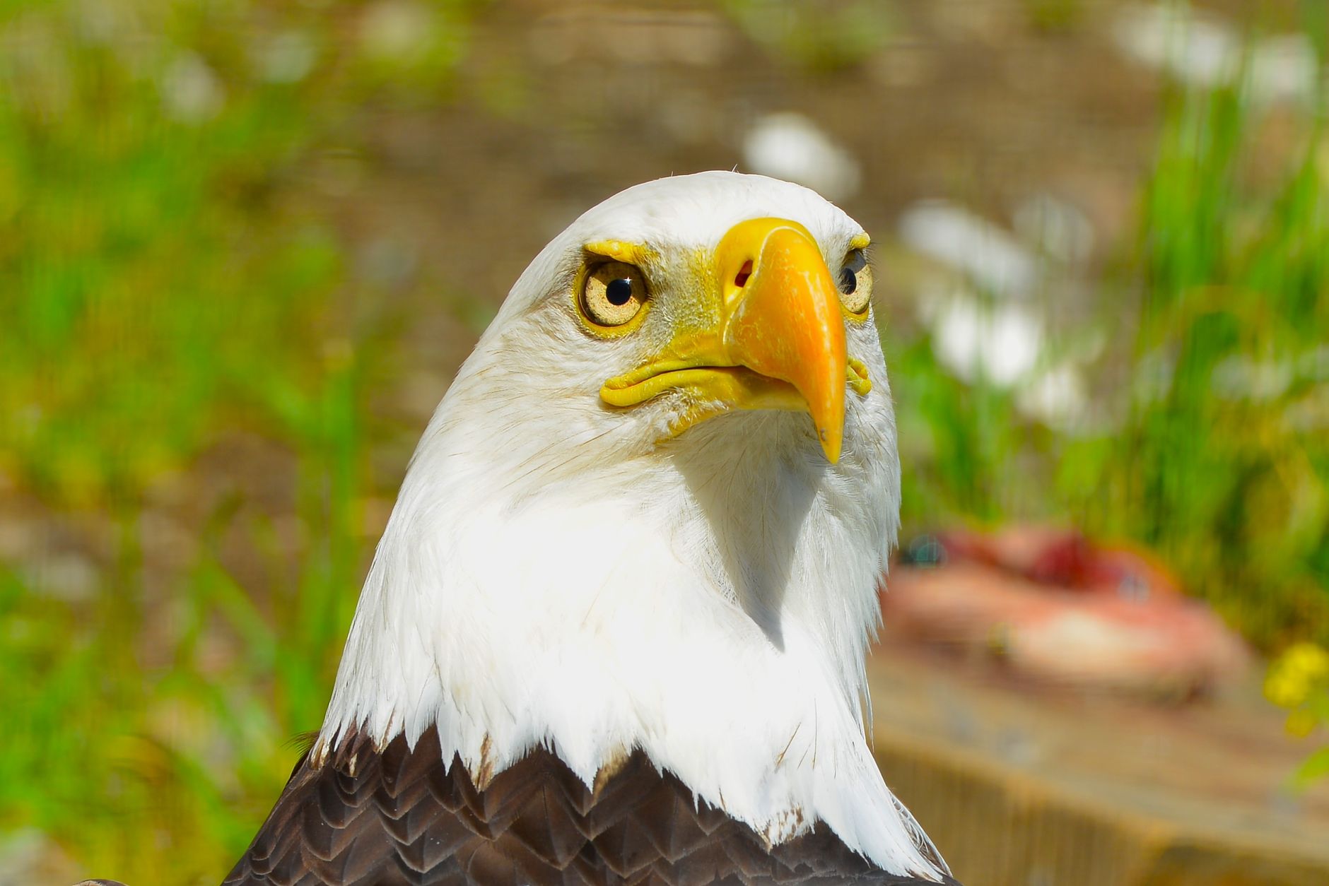 Detailed close-up of a majestic bald eagle outdoors, showcasing its striking features and vivid surroundings.