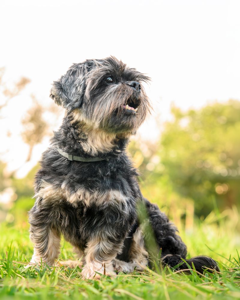 Black Dog on Green Grass · Free Stock Photo