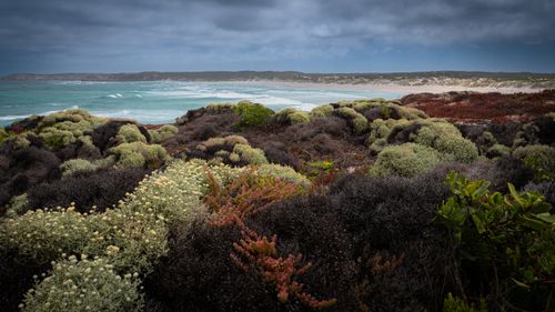 Free Explore the lush coastline of South Australia with diverse vegetation and a panoramic ocean view. Stock Photo