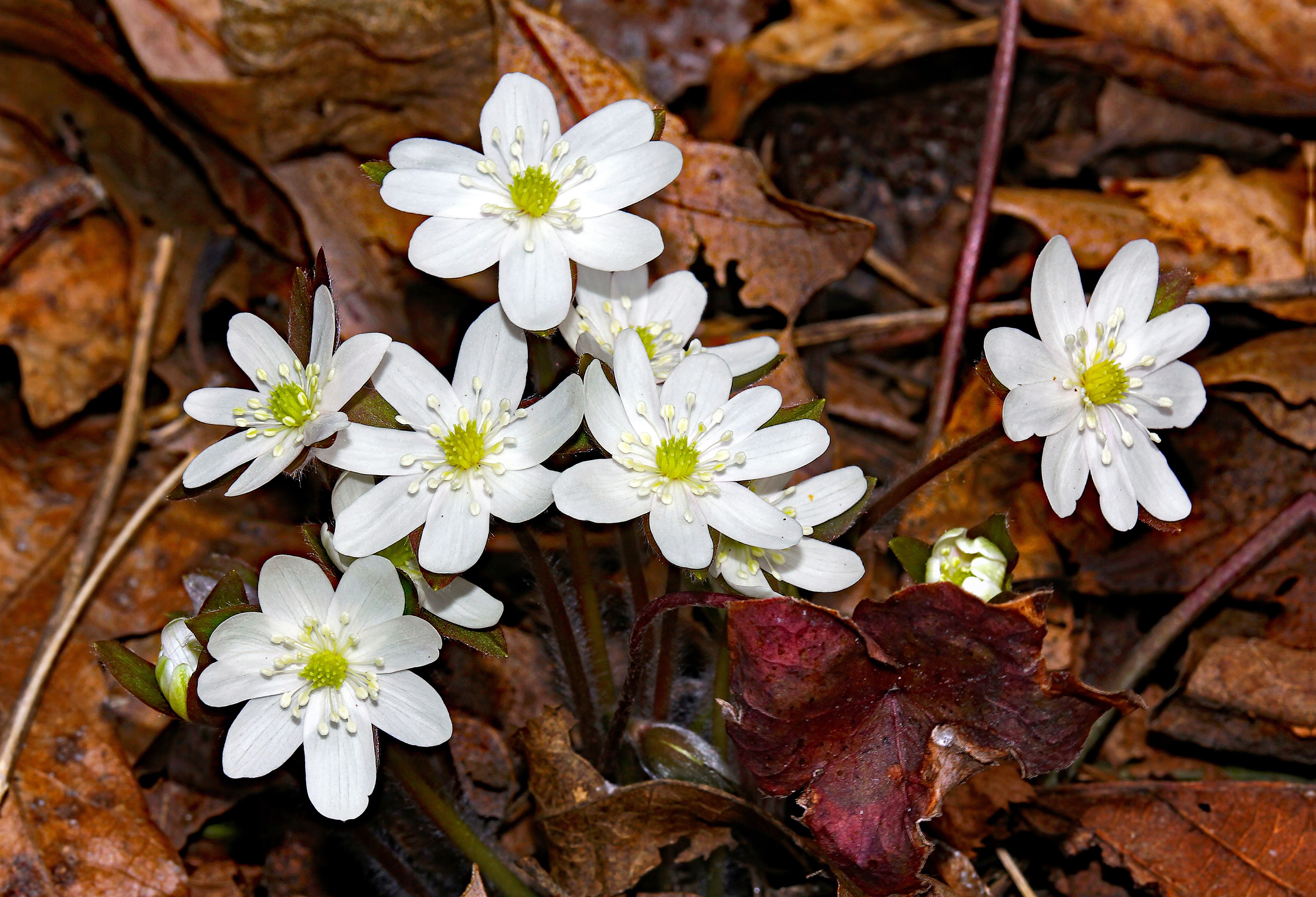 White Hepatica Flowers Amidst Autumn Leaves · Free Stock Photo